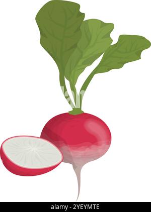 Fresh Organic Red Radish with Leaves Vector Art Stock Vector