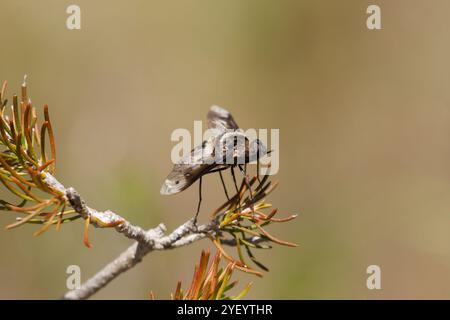 Bee Fly landed on plant Stock Photo