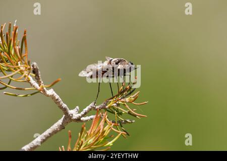 Bee Fly landed on plant Stock Photo