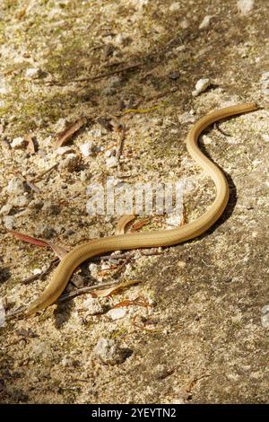 Burton Legless Lizard on a path Stock Photo