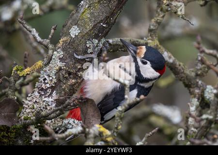 Great spotted woodpecker (Dendrocopos major) on an old pear tree with moss-covered branches, Baden-Wuerttemberg, Germany, Europe Stock Photo