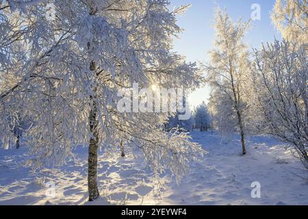 Sunshine through the trees in a birch grove with frost and snow on a sunny cold winter day Stock Photo