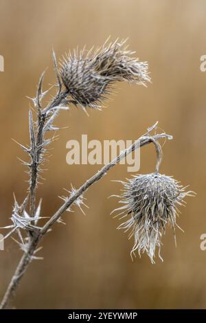 Creeping thistle (Cirsium vulgare), Emsland, Lower Saxony, Germany, Europe Stock Photo