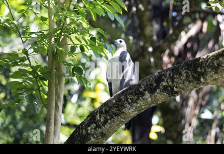 White-bellied sea eagle (Haliaeetus leucogaster) perched on a tree in the Mahaweli River, Kandy, Central Province, Sri Lanka, Asia Stock Photo