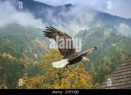 Bald Eagle in flight near Hohenwerfen Castle in Austria Stock Photo