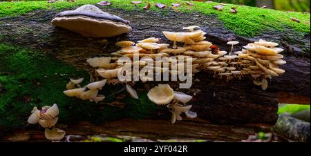 Large group of porcelain mushrooms on a fallen dead beech tree. Stock Photo