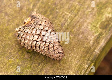 Single pine cone resting on a weathered wooden table surface with earthy tones. Top view Stock Photo