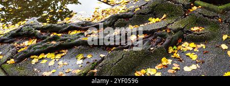 Close-up of twisted old roots of an ancient tree breaking the asphalt road surface in the struggle for the survival of nature against the background o Stock Photo