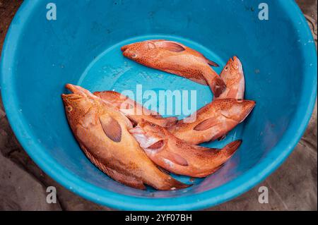 Freshly caught Cephalopholis taeniops in Santa Maria, Sal, Cape Verde Stock Photo