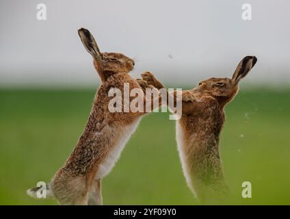 Boxing Hares -Fisticuffs . Close up of  a male and female Brown Hare (Lepus Europaeus) punching each other and getting physical. Suffolk UK Stock Photo