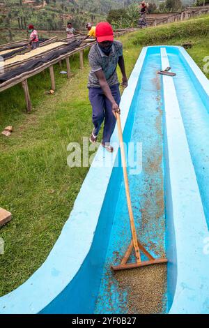 Abakundakawa coffee grower's cooperative, Minazi coffee washing station, Gakenke district, Rwanda. Stock Photo