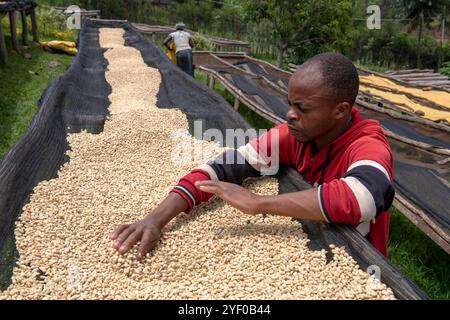 Abakundakawa coffee grower's cooperative, Minazi coffee washing station, Gakenke district, Rwanda. Stock Photo