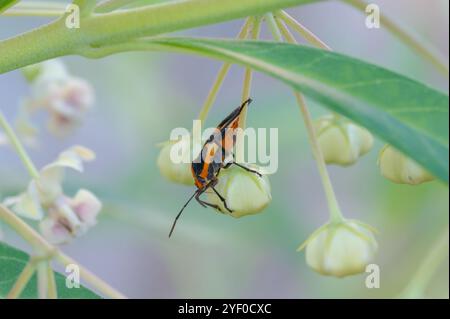 Closeup of a Large Milkweed Bug, Oncopeltus fasciatus, on a  Gomphocarpus physocarpus plant. Stock Photo