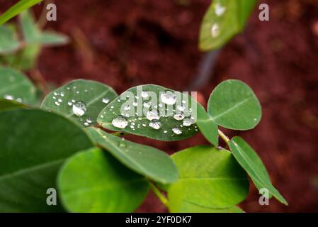 Rain drops on ground nut leaves - Peanut  (Arachis hypogaea ) - Kampala Uganda Stock Photo