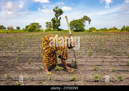 Woman digging her vegetable field in Pout, Senegal. Stock Photo