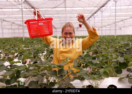 Organic hydroponic vegetable farm. Strawberry row in greenhouse. Dalat. Vietnam. Stock Photo