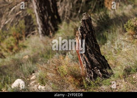Pine stump broken by a storm, Alcoy, Spain Stock Photo