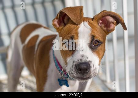 Cute brown and white pitbull mix dog with floppy ears looking shy. Selective focus. Stock Photo