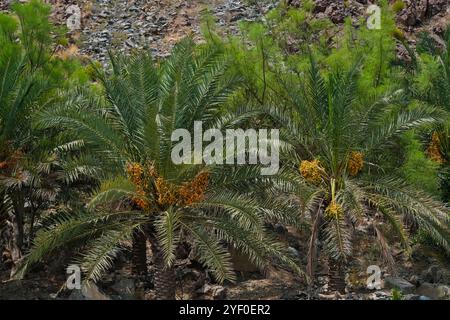 Lush bunches of yellow orange date fruits on green rich palm trees on wadi desert oasis arid riverbed in valley of Hajar range mountains, UAE. Stock Photo