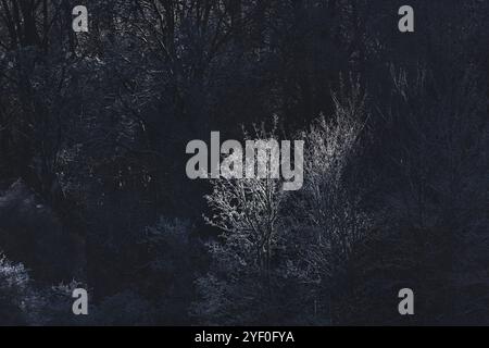 Illuminated frosted branches stand out against a dark, shadowy woodland background in the Trossachs, creating a mystical winter scene in Scotland’s Lo Stock Photo