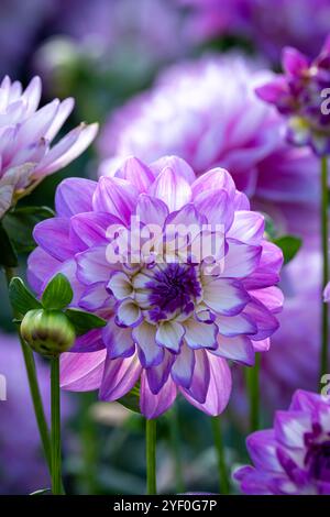 Dahlia 'Blue Wish' Stock Photo