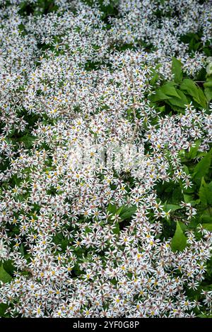 Eurybia divaricata, white wood aster Stock Photo