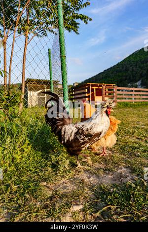 A group of chickens enjoying the late afternoon sun near a rustic barn in a rural setting Stock Photo