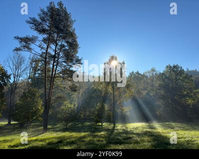 Sunlight streaming through trees in morning fog, Gauja National park, Gauja Valley, Sigulda, Latvia Stock Photo