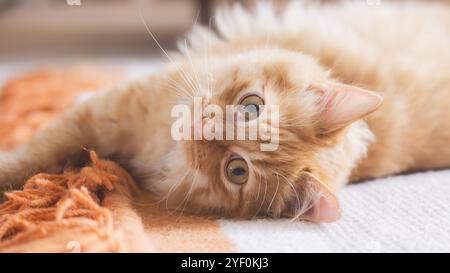 A fluffy ginger cat relaxes on a warm rug, gazing up with wide, curious eyes in the soft indoor light. Stock Photo