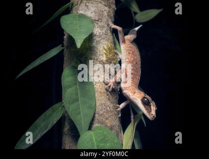 Close-up of a wild chameleon gecko (Carphodactylus laevis) on a vine-covered branch at night, Australia Stock Photo