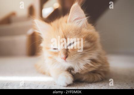 Portrait of a sleepy 2-month-old ginger tabby kitten rests cozily indoors, squinting gently in the soft sunlit warmth. Stock Photo