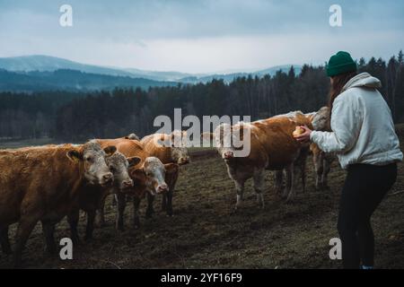 Vegetarian woman feeding cow with apple on meadow Stock Photo