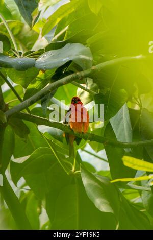 Red fody or red cardinal fody disappearing on the green palm tree branch and start singing to clean up its plumage. Beauty in nature and exotic countr Stock Photo