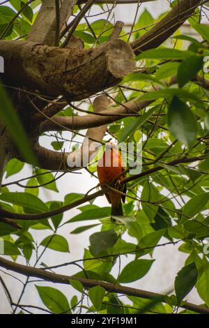 Red fody or red cardinal fody disappearing on the green palm tree branch and start singing to clean up its plumage. Beauty in nature and exotic countr Stock Photo