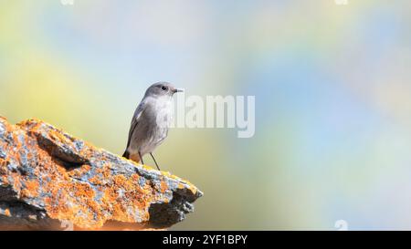 Front view of a female black redstart (Phoenicurus ochruros) perching on stones, paste-colored blurry background, minimalism, copy space, Stock Photo