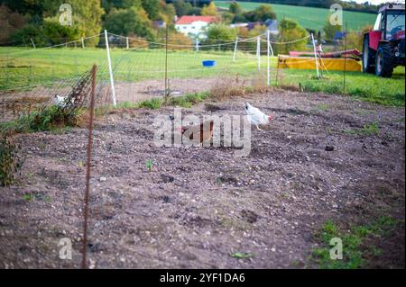 A countryside scene with chickens roaming on a fenced patch of soil. The image captures a rural setting with a red tractor in the background, green fi Stock Photo