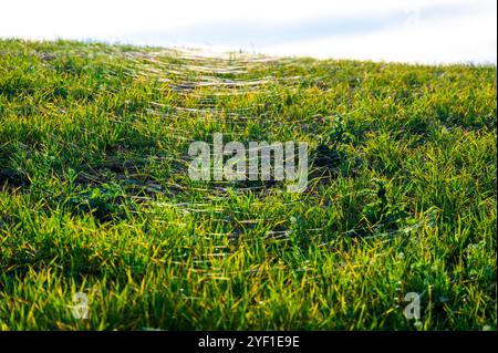 A close-up photo of a wheat field covered in delicate spider webs from late summer, known as 'gossamer.' The webs are clearly visible between the stal Stock Photo