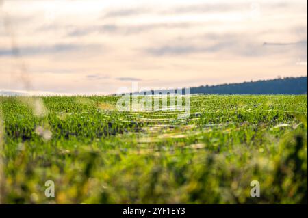 A close-up photo of a wheat field covered in delicate spider webs from late summer, known as "gossamer." The webs are clearly visible between the stal Stock Photo