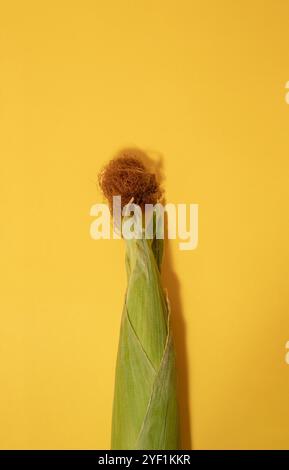 Corn on the cob with corn silk on a yellow background. Stock Photo