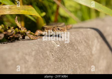 Common Lizard on a wall, close up Stock Photo