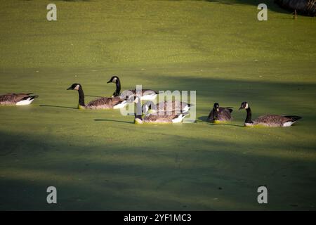 A gaggle of Canada geese on an algae-covered pond Stock Photo