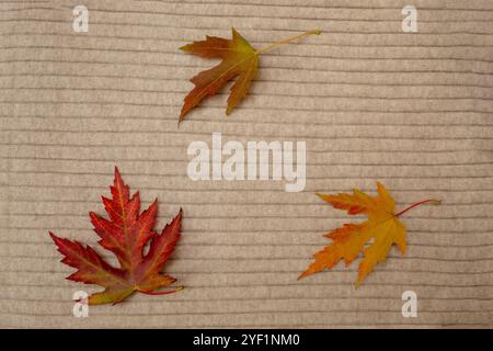 Creative arrangement of colorful autumn leaves on a textile background. Flat lay. Season concept. Stock Photo