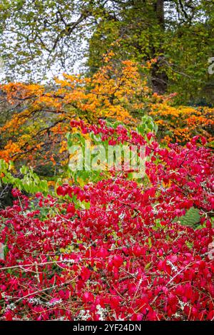 Close up of autumnal tree leaves in vibrant red, green and orange. Stock Photo
