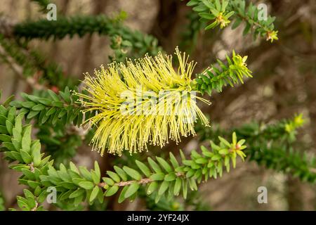 Melaleuca diosmifolia, Green Honey Myrtle Stock Photo