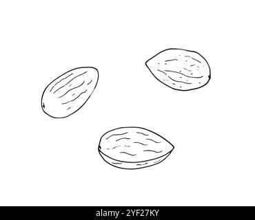 Almond nuts set. Hand-drawn botanical illustration. Stock Vector