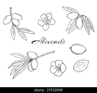 Hand-drawn Flowering almonds. Nuts, flowers, twigs, and kernels set. Botanical isolated illustration on white. Stock Vector