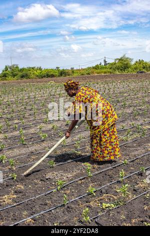 Woman digging her vegetable field in Pout, Senegal. Woman digging her vegetable field in Pout, Senegal 016811 237 Stock Photo