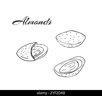 Hand-drawn almond nuts. Closed and opened nuts. Isolated illutration on a white background. Stock Vector