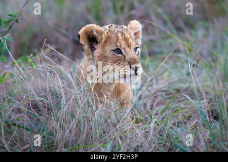A  close portrait of the face of a young lion cub, Masai Mara, Kenya, East Africa Stock Photo