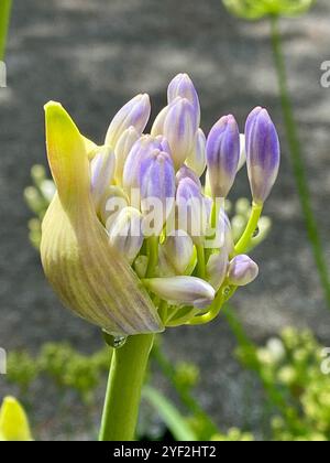 Close-up of an Agapanthus Flower, Lily of the Nile Stock Photo